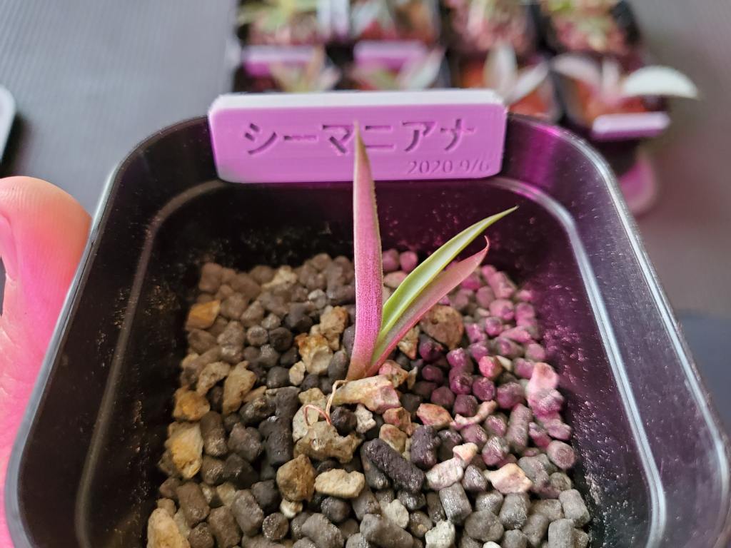 アガベ シーマニアナ